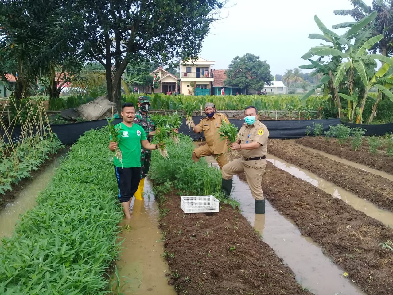 Ketahanan Pangan disaat Pandemi Virus Corona
